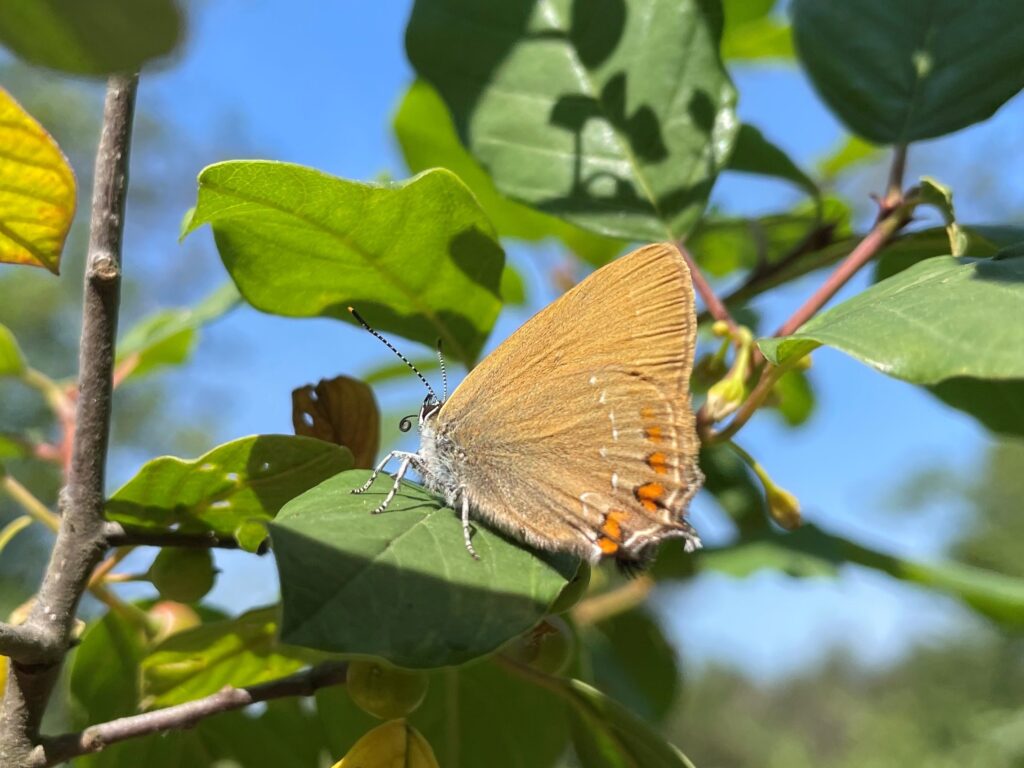Bruine eikenpage