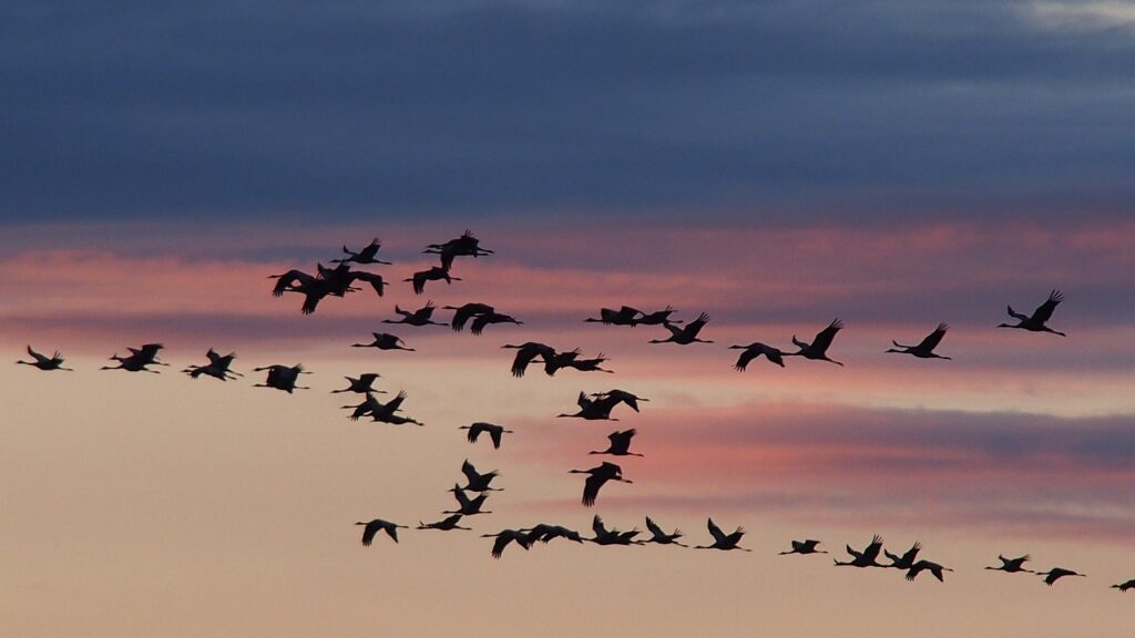 trekvogels - kraanvogels