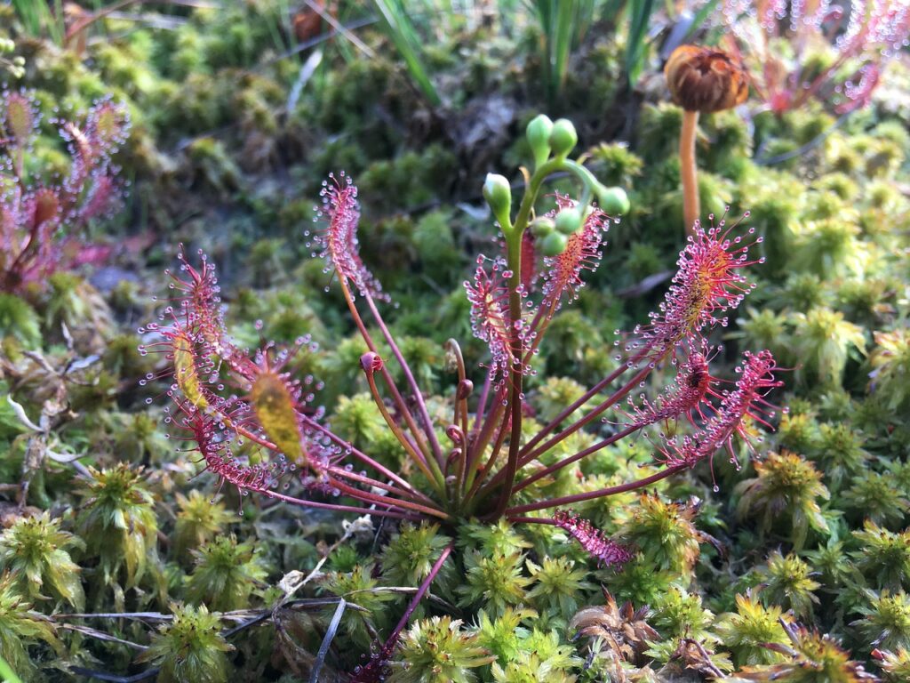 veenmossen zonnedauw