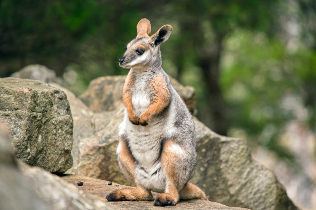GaiaZOO - geelvoet-rotswallaby