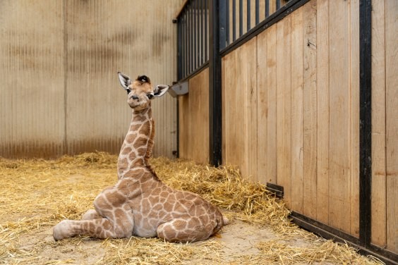 jonge giraffe