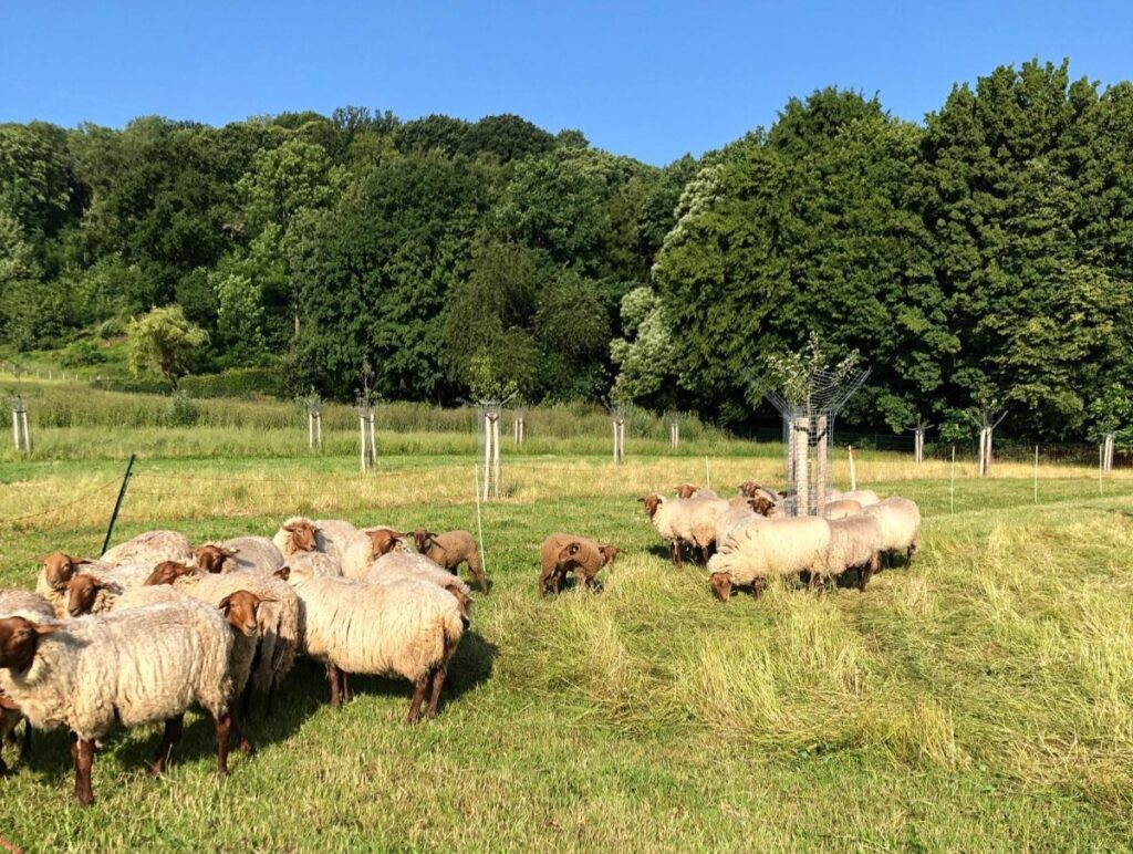 schapenbegrazing