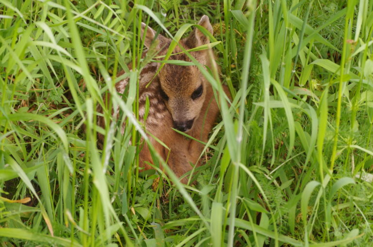 Honden aan de lijn tijdens broedseizoen - reekalf