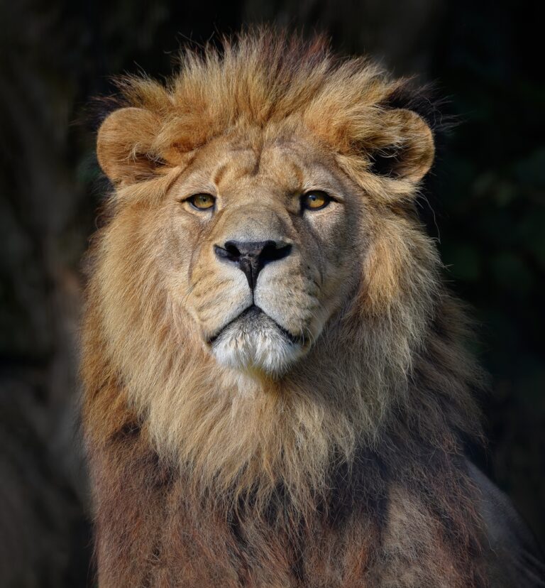 GaiaZOO verwelkomt nieuwe leeuwenman