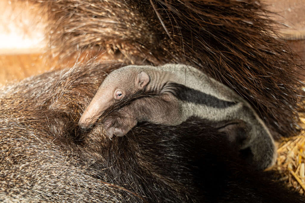 Reuzenmiereneter geboren in GaiaZOO