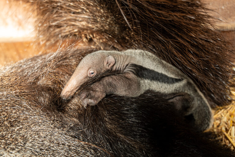Reuzenmiereneter geboren in GaiaZOO