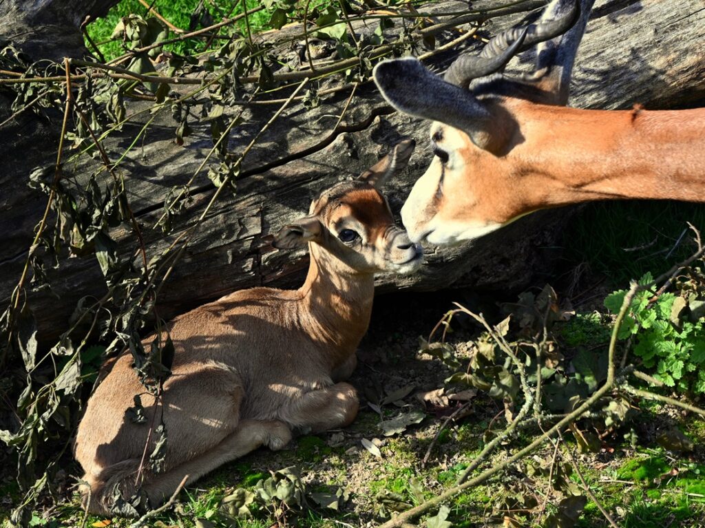 Dubbel geboortegeluk in GaiaZOO - Mhorrgazelle met jong